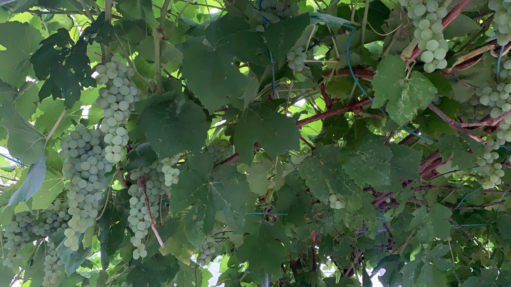 北向き・・・？南向き・・・？